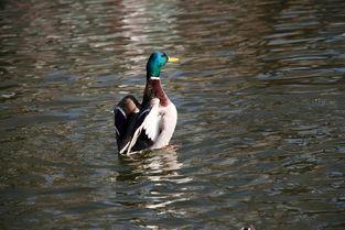 鸭王高清在线观看,揭秘网络影视的视听盛宴 第2张 鸭王高清在线观看,揭秘网络影视的视听盛宴 第2张